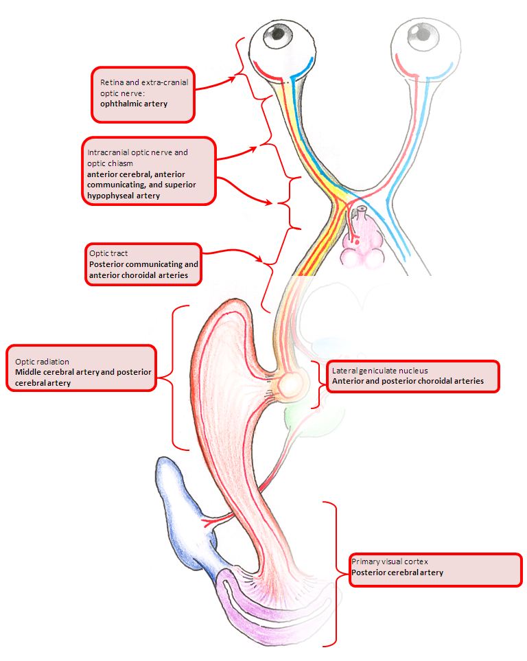 Visual fields and lesions of the visual pathways (CN II) Deranged Physiology